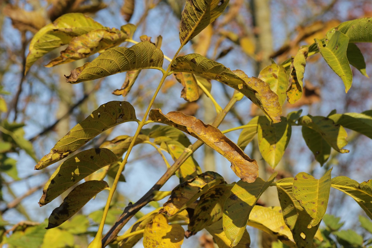walnut tree leaves autumn free photo
