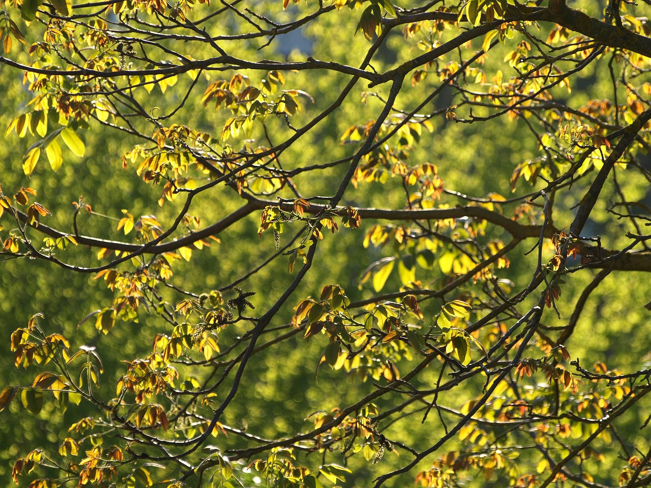 walnut tree leaves sun free photo