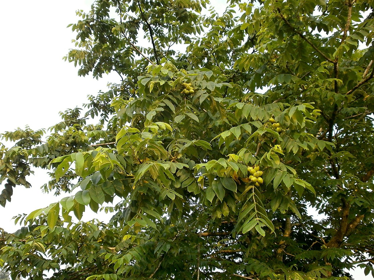 walnut trees walnut chopped walnuts free photo