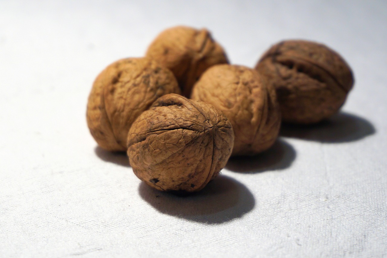 walnuts shell hard free photo