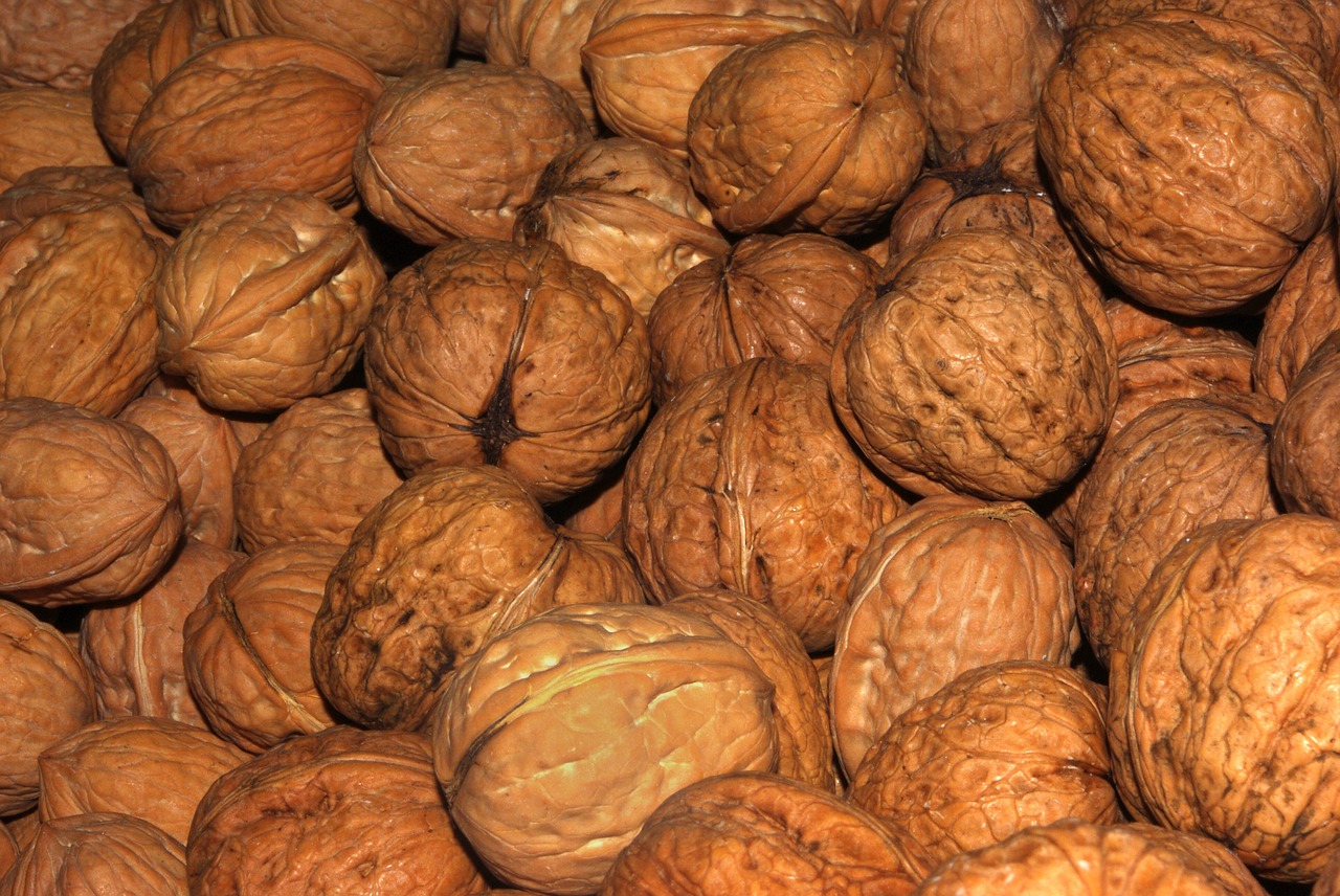 walnuts nuts walnut free photo