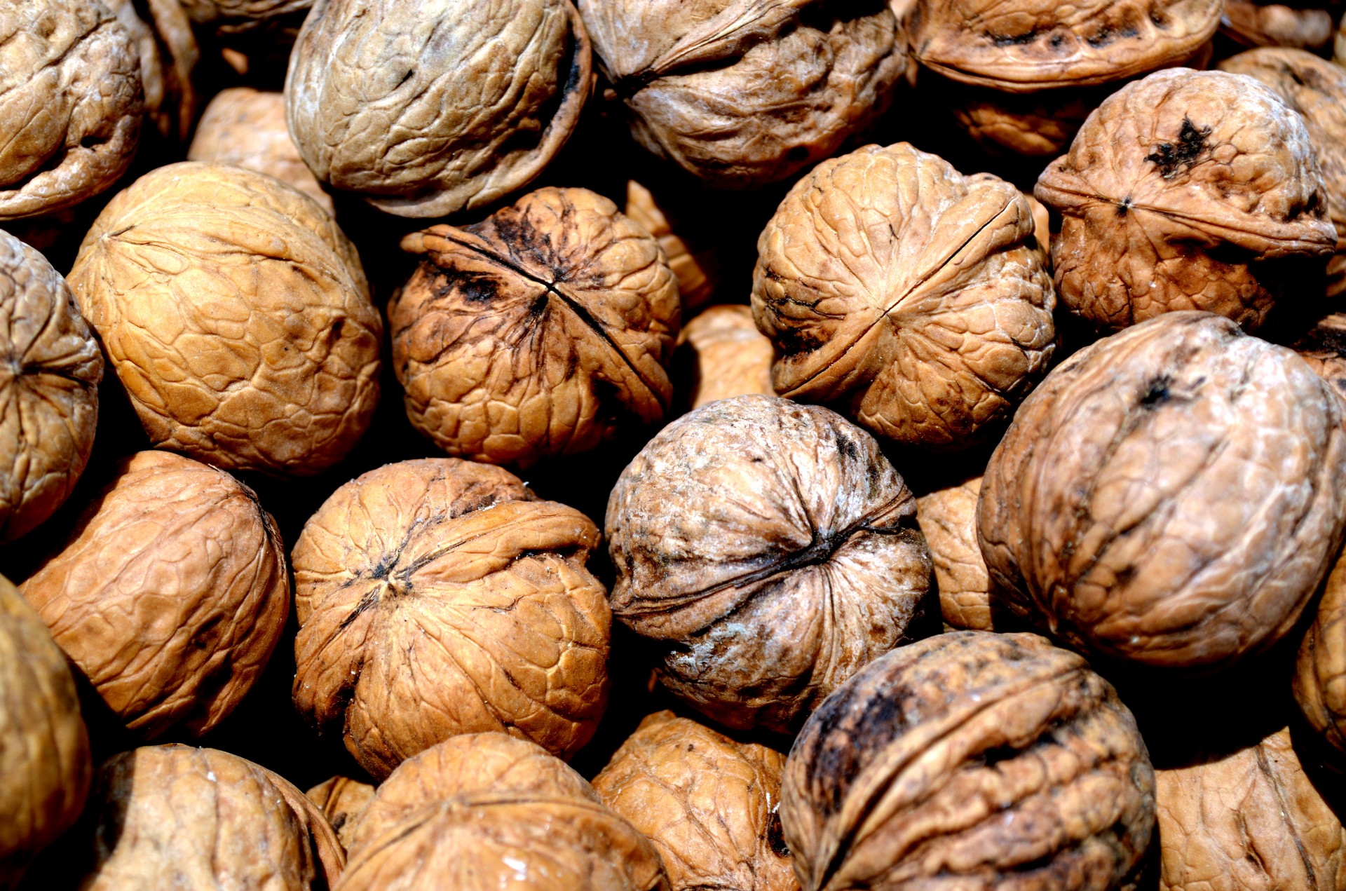 walnut walnuts food free photo