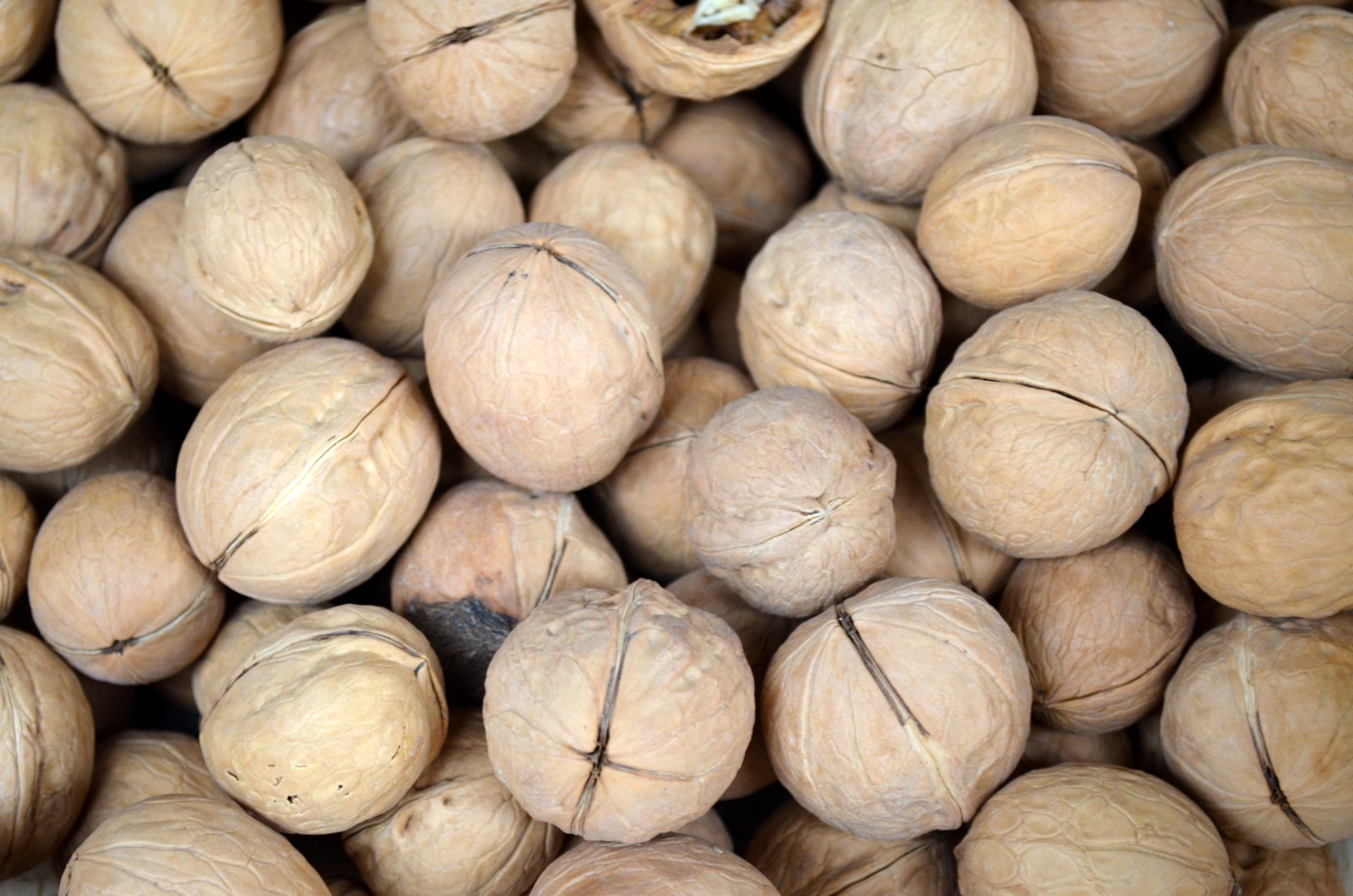 food season walnut free photo