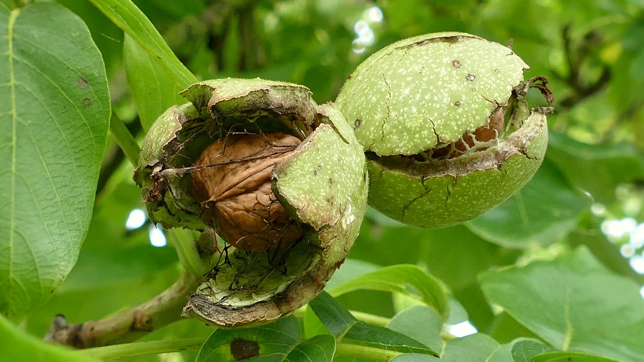 walnuts walnut tree nut free photo