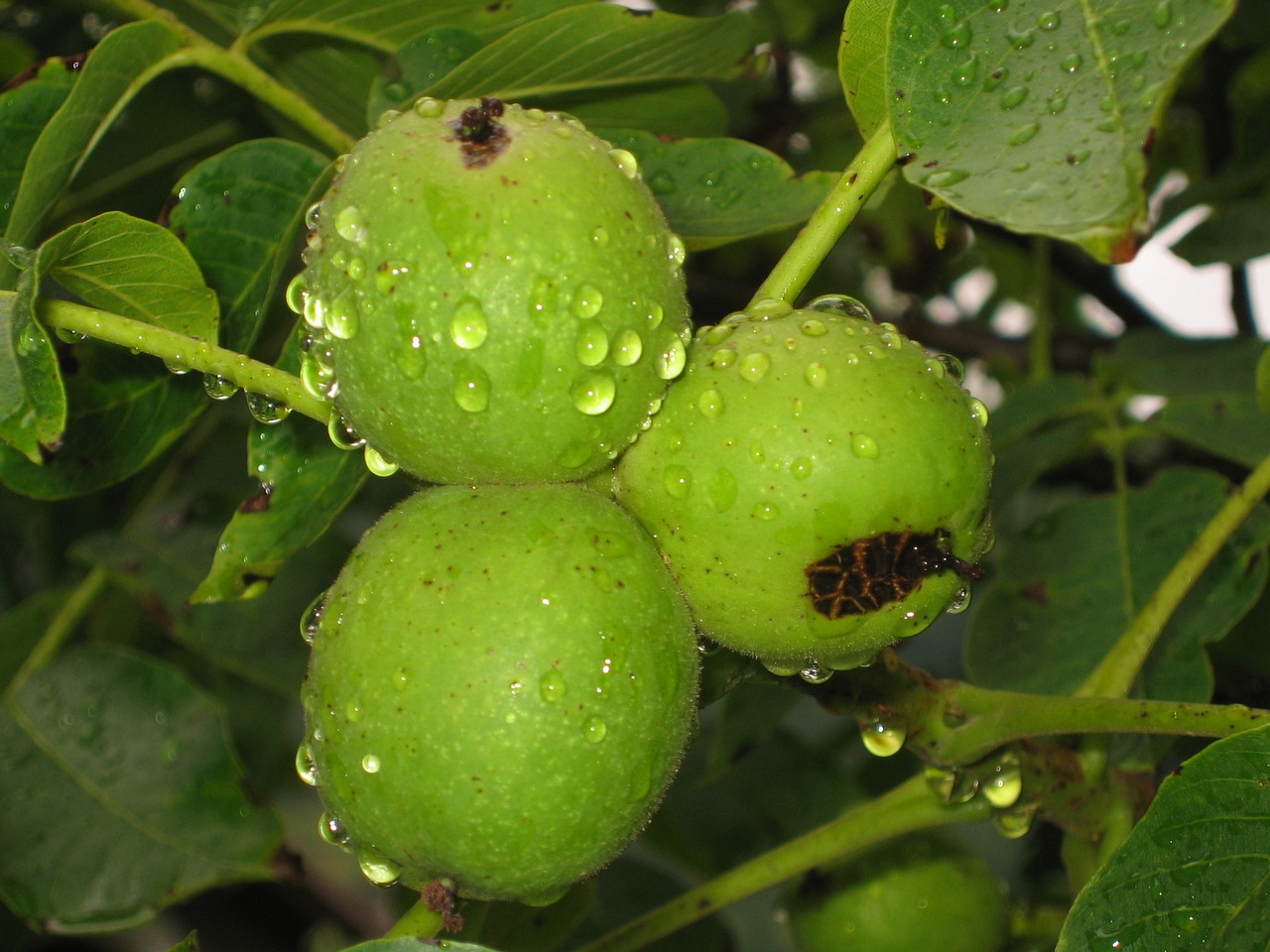 walnuts green unripe free photo