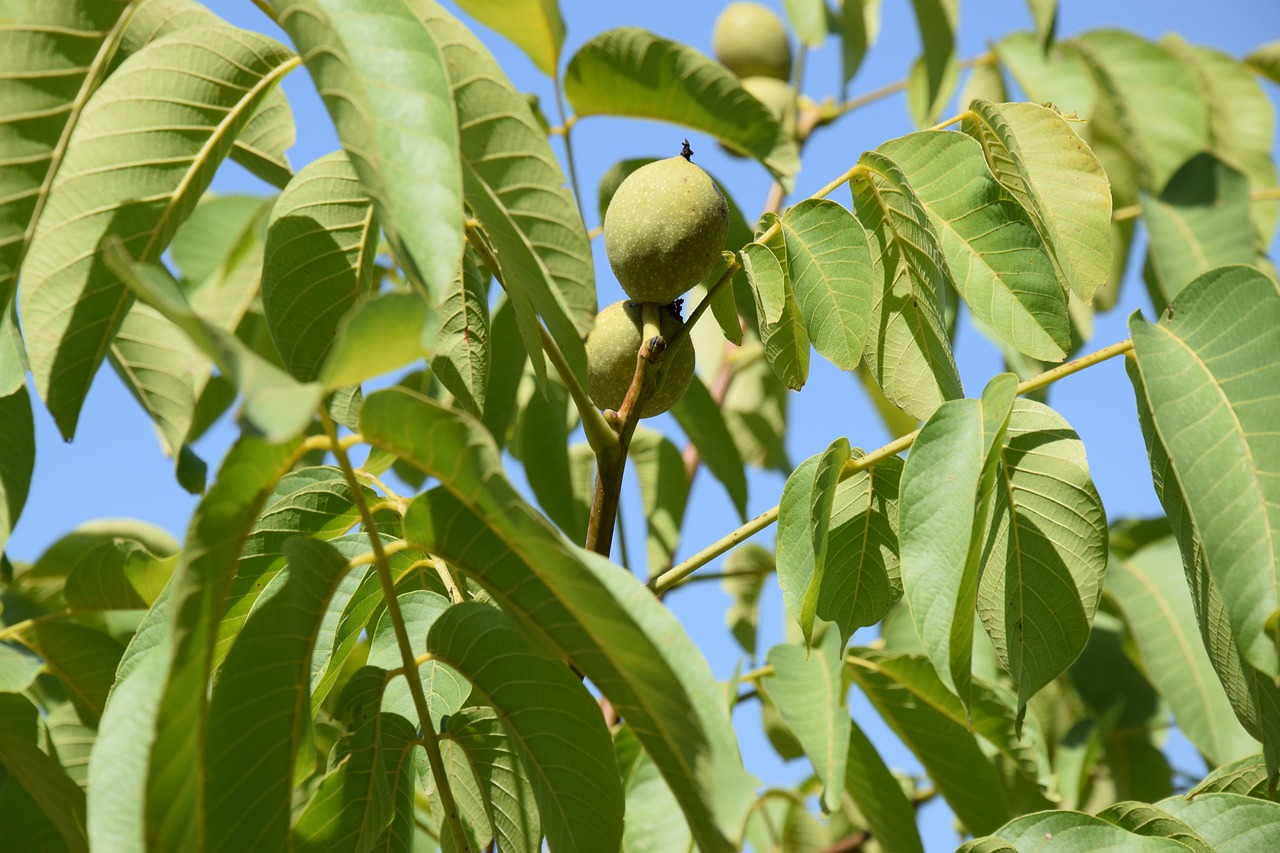 walnuts dried fruit fruit free photo