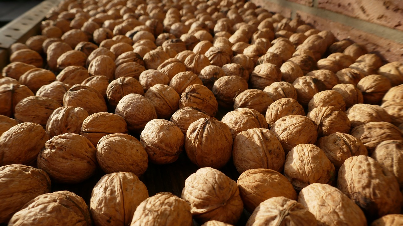 walnuts  nuts  harvest free photo