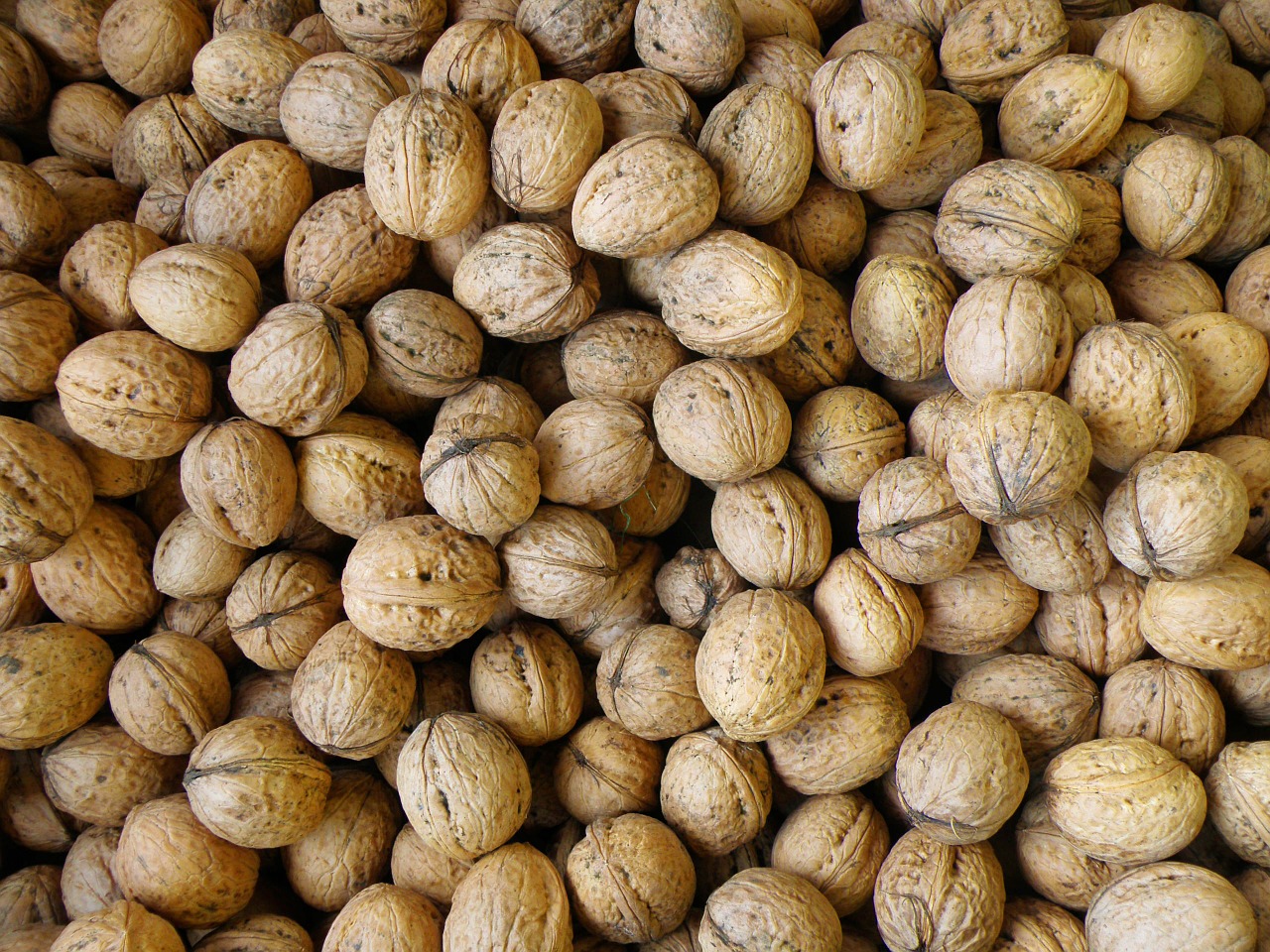 walnuts harvest walnut free photo