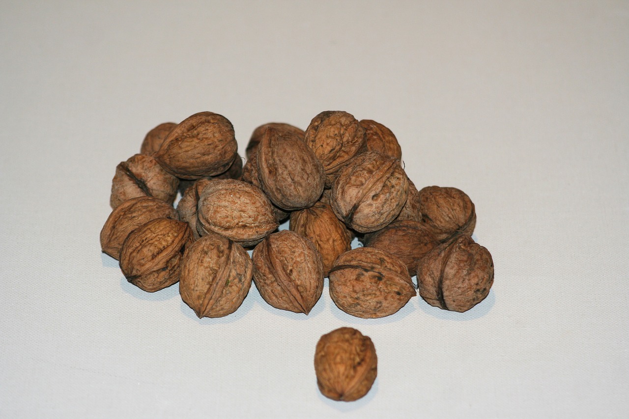 walnuts walnut nuts free photo