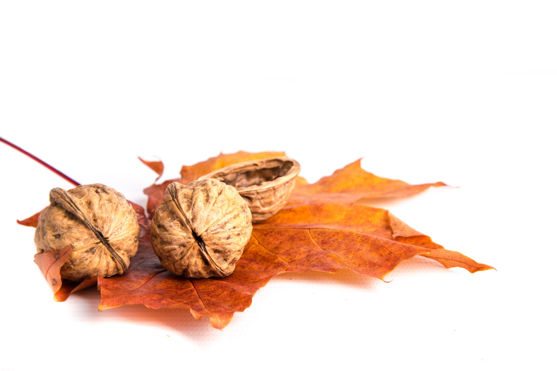 walnuts nut leaf free photo