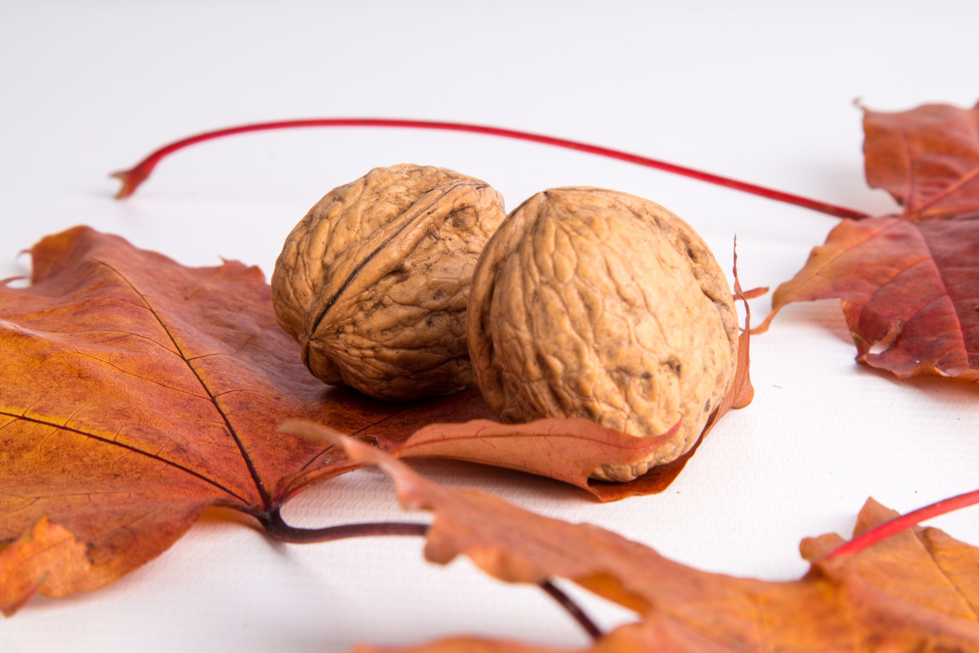 walnuts nut leaf free photo
