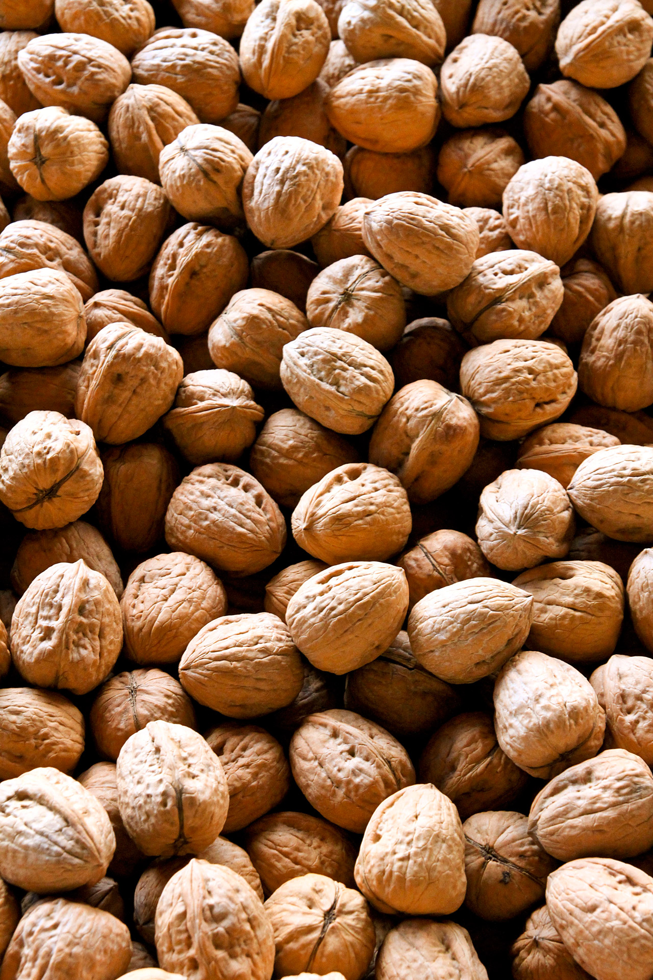 walnuts legumes nuts free photo