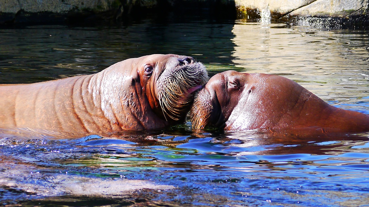 walrus animal marine life free photo