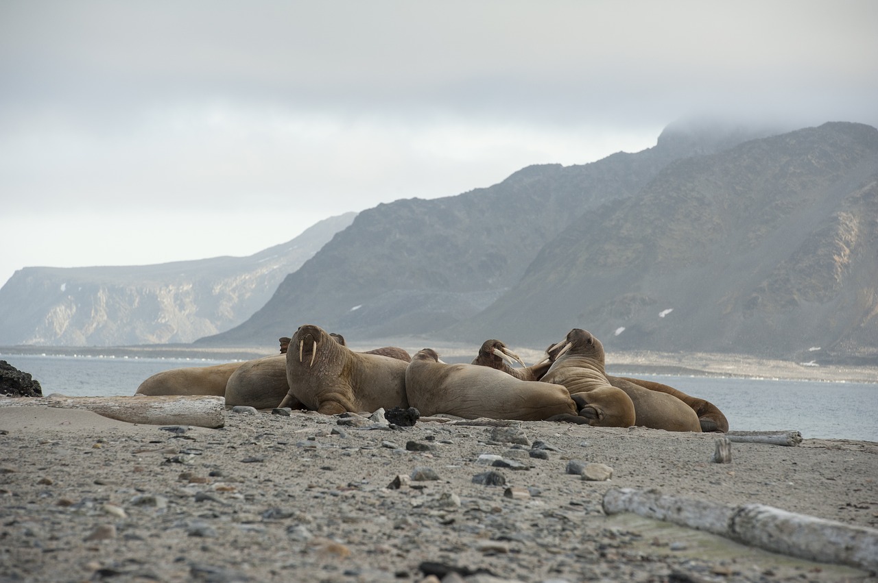 walrus norway spitsbergen free photo