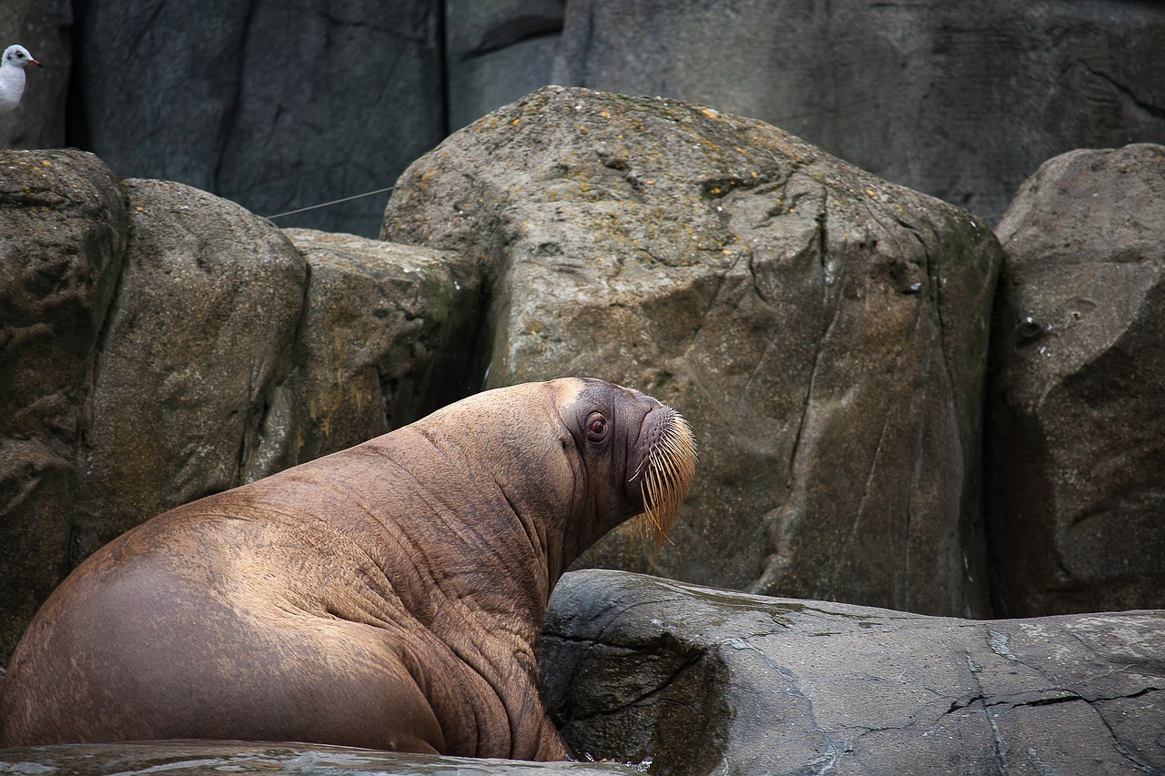 walrus animal zoo free photo