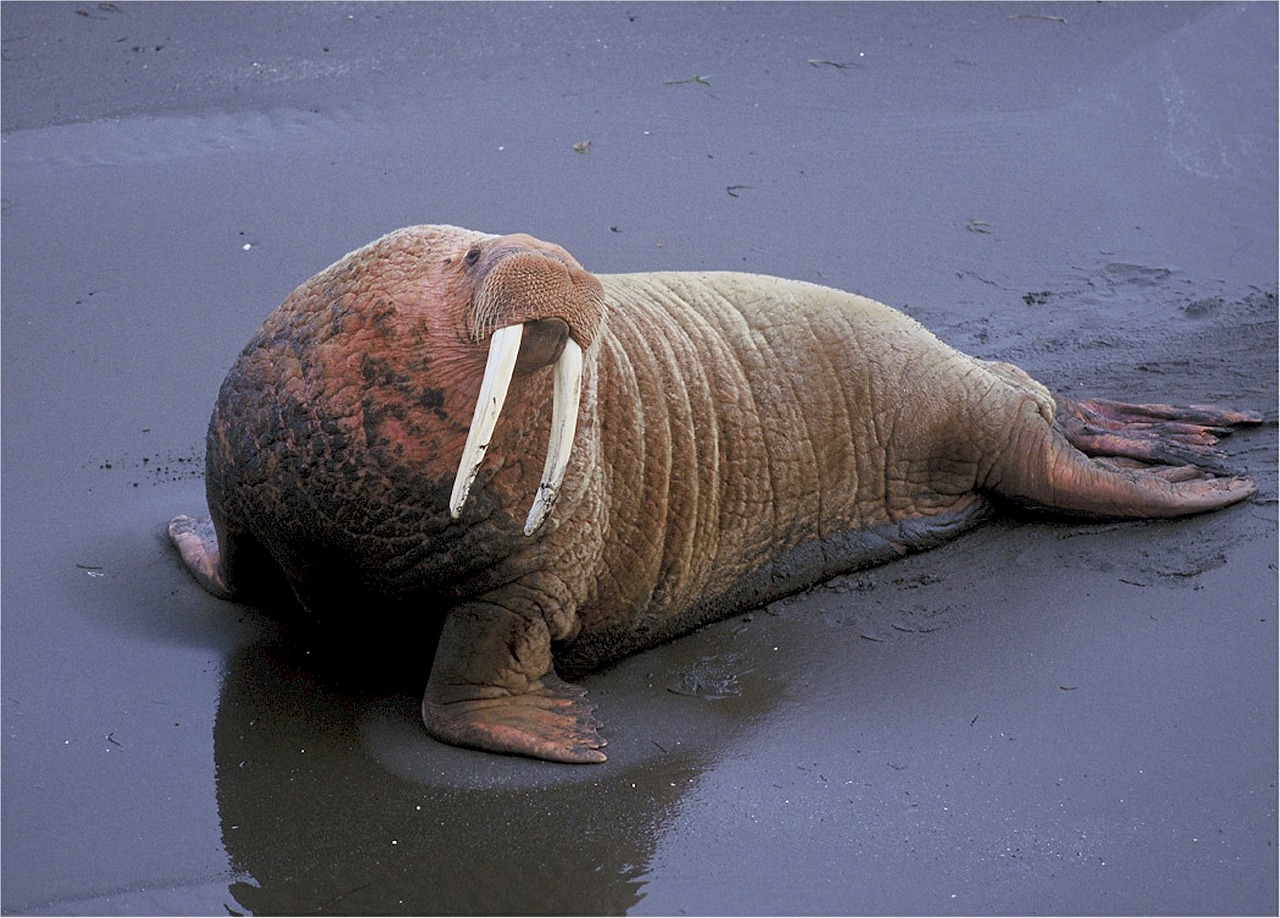 walrus odobenidae odobenus free photo