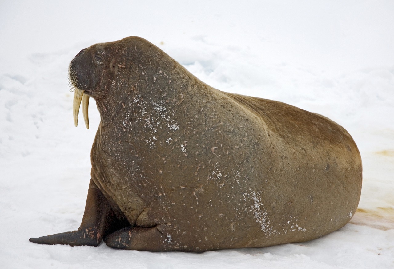 walrus snow cold free photo