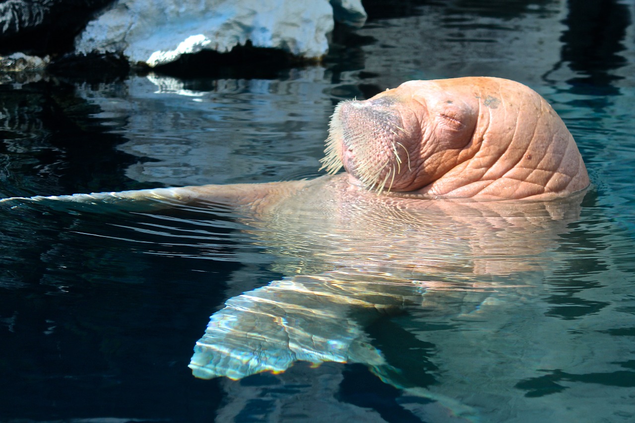 walrus sea world san diego free photo