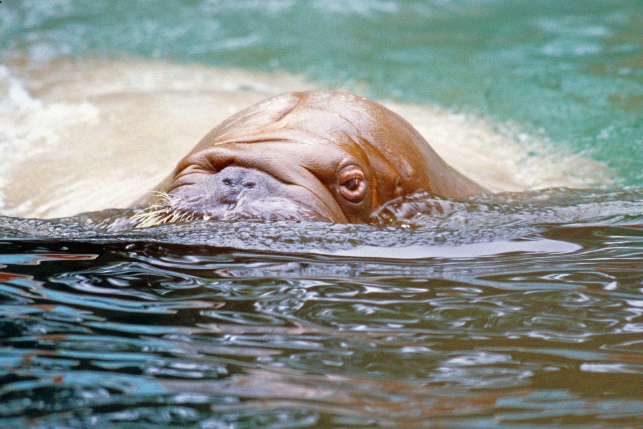walrus sea ocean free photo