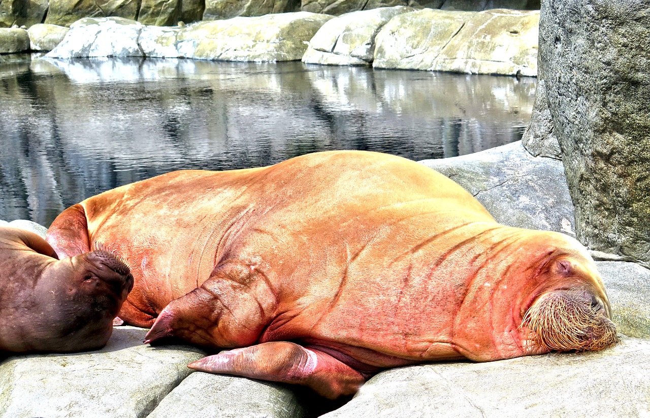 walrus mammal sea lion free photo