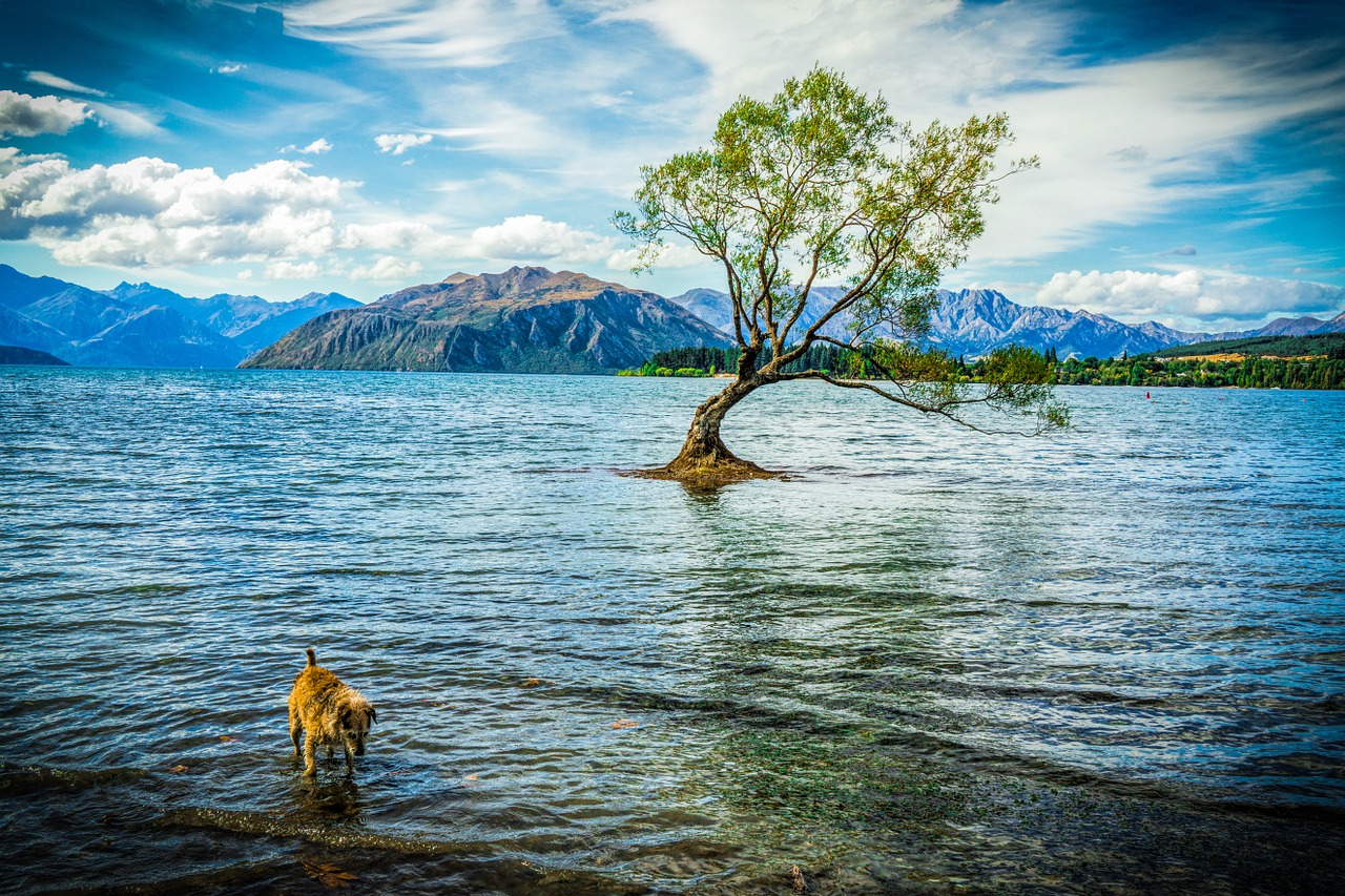 wanaka new zealand lake wanaka free photo