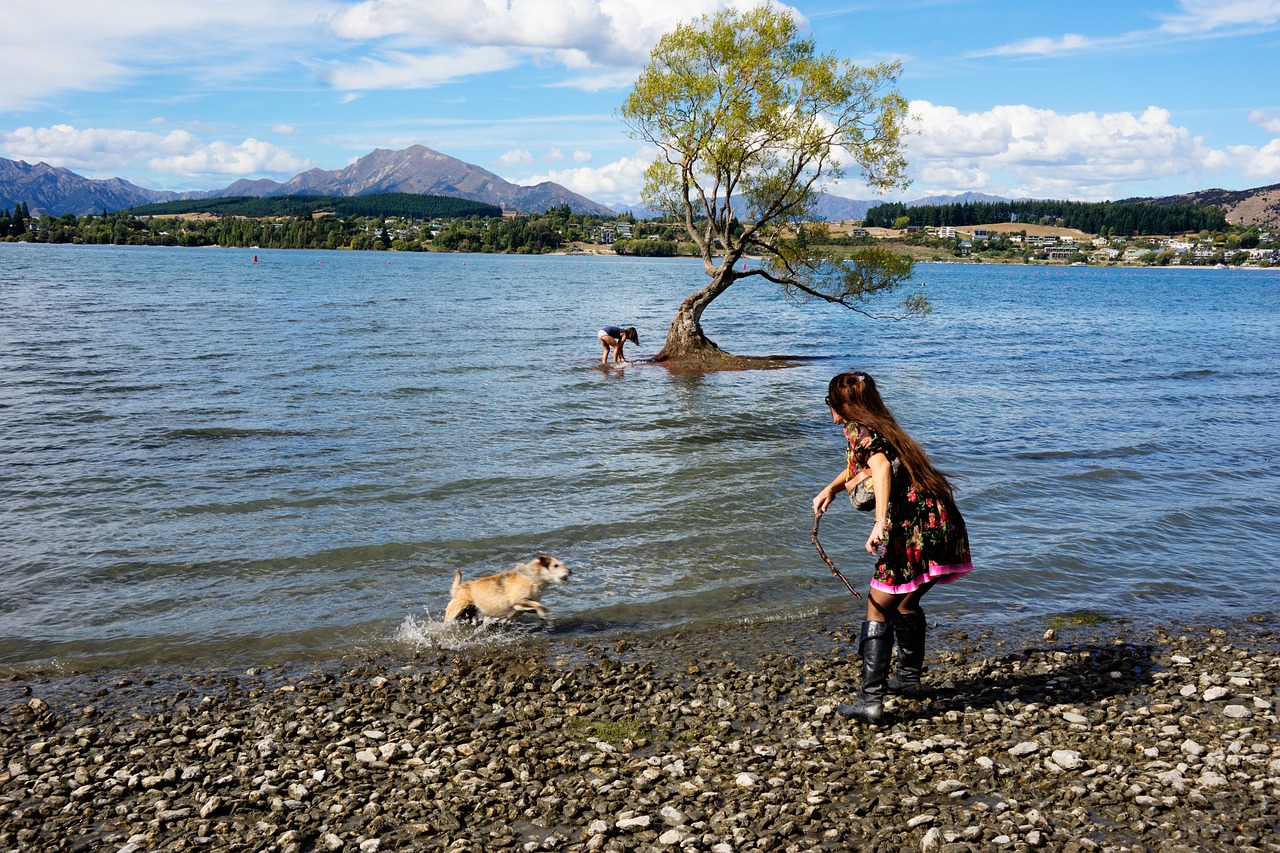 wanaka  lone tree  new zealand free photo