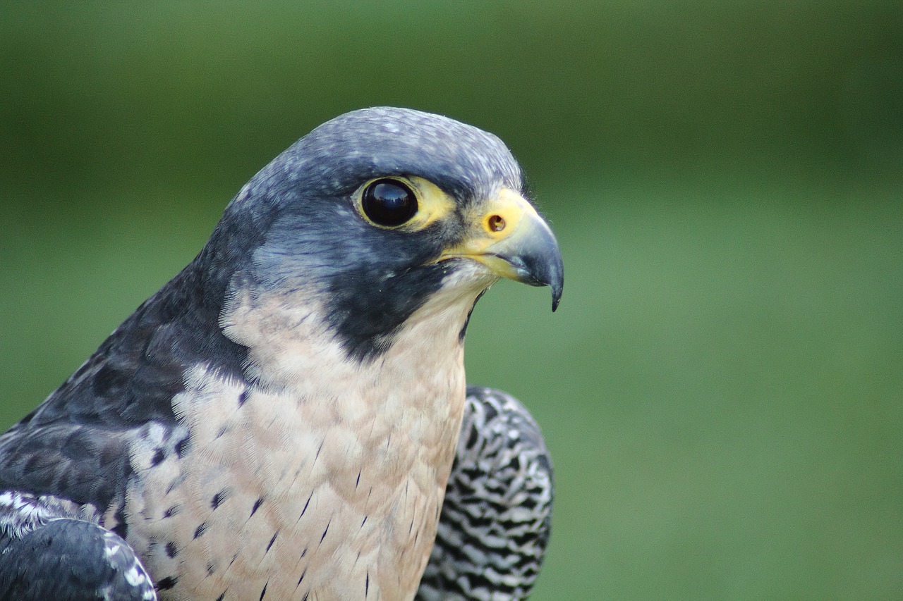 wanderflake falco peregrinus raptor free photo