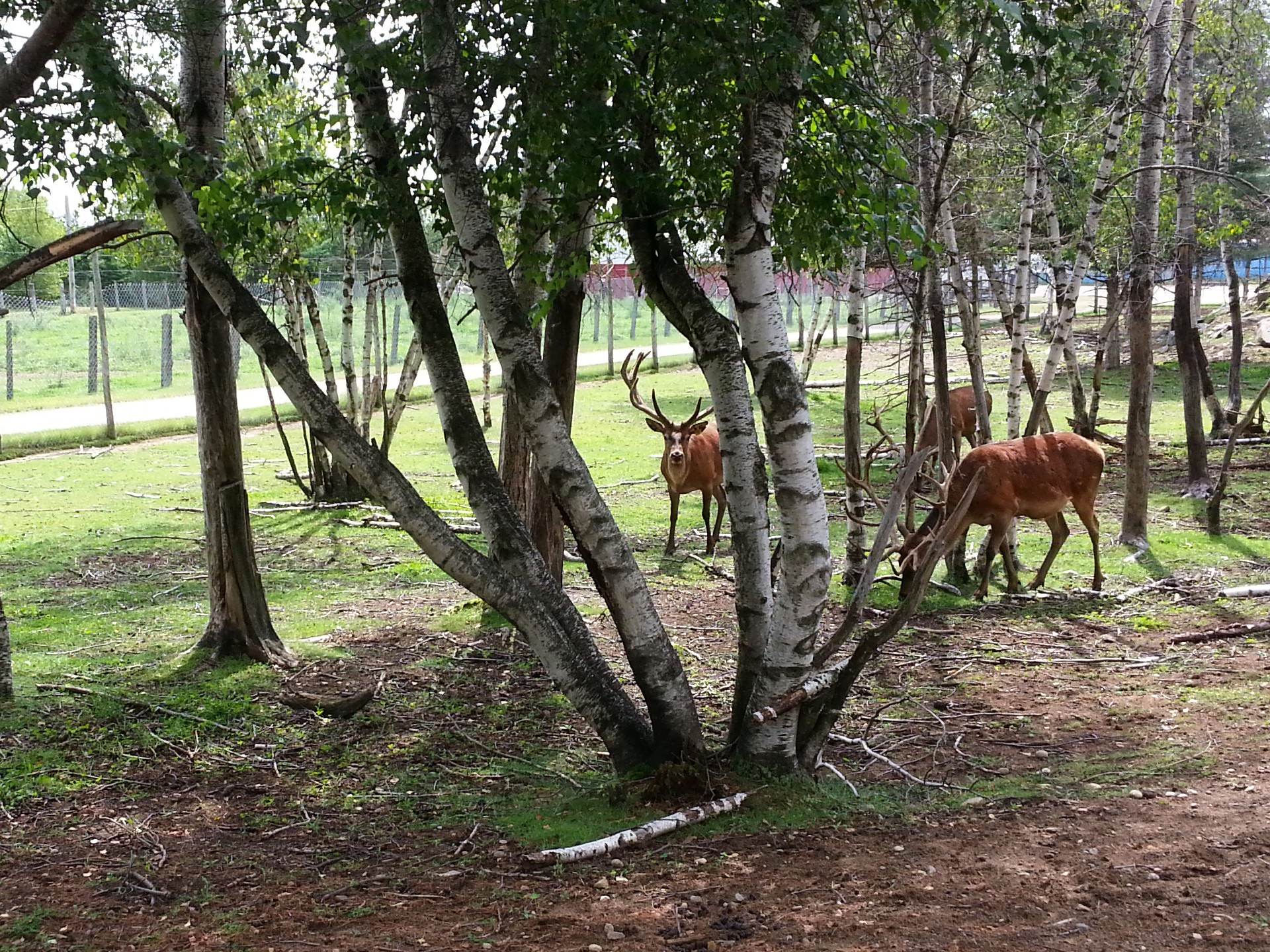 wapiti deer animal free photo