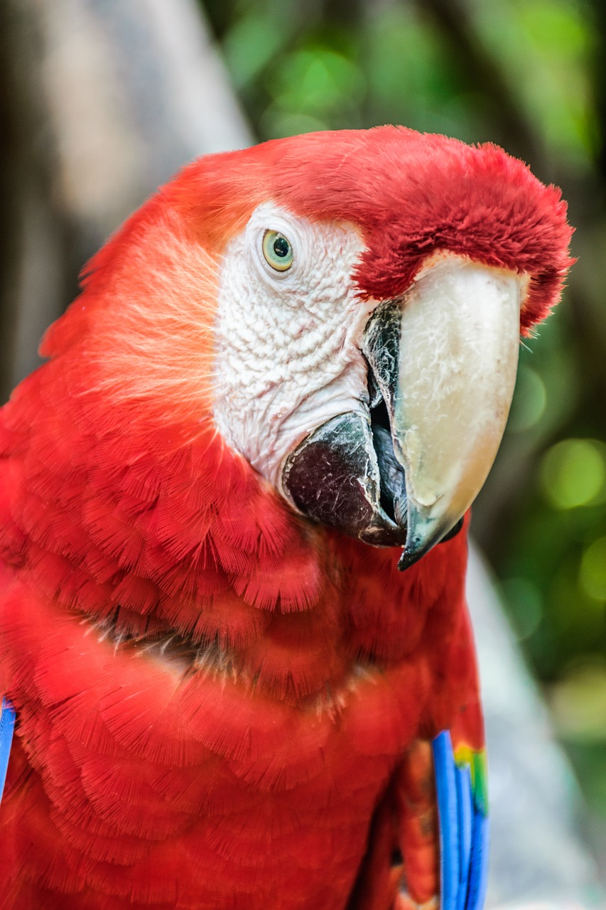 parrot ave macaw free photo