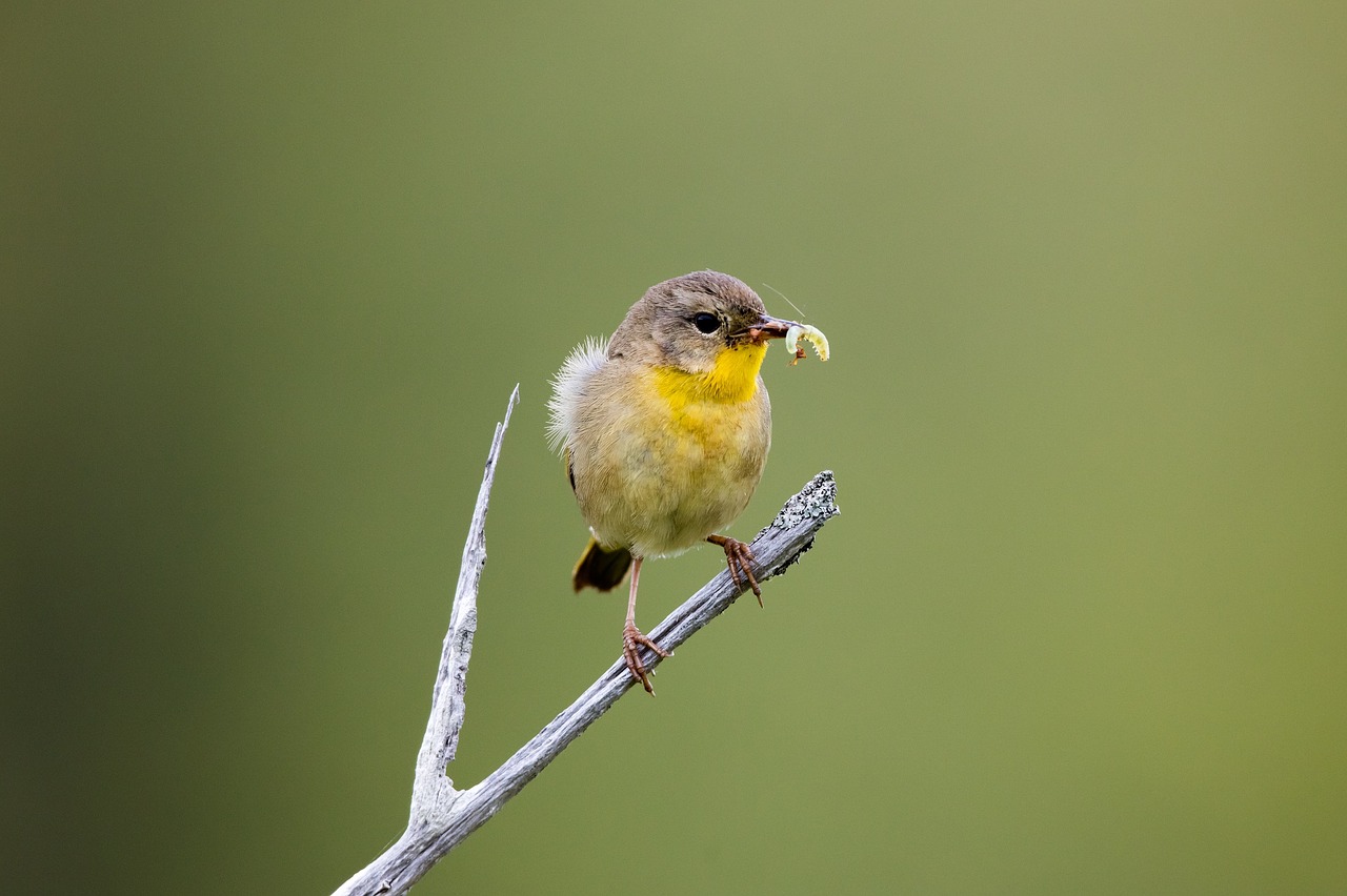 warbler bird worm free photo