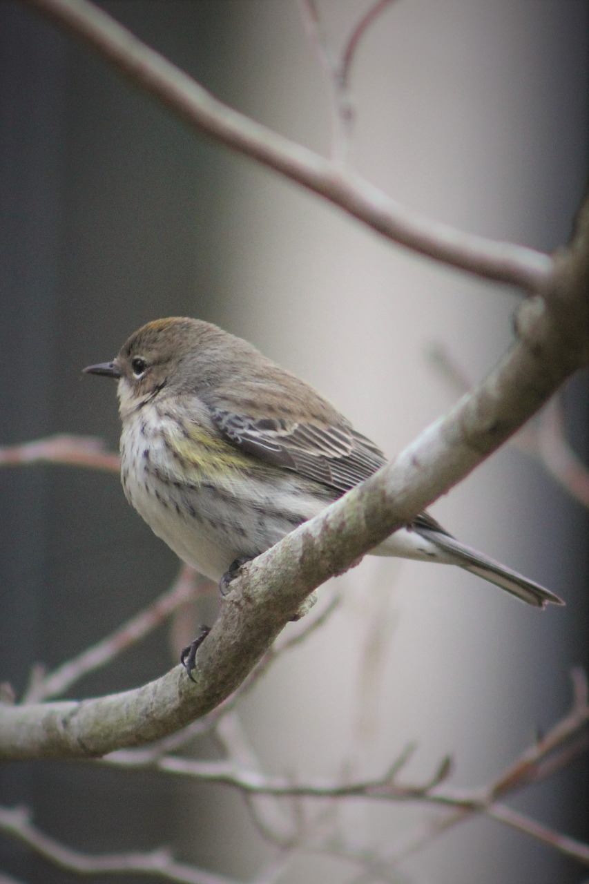 warbler  bird  nature free photo