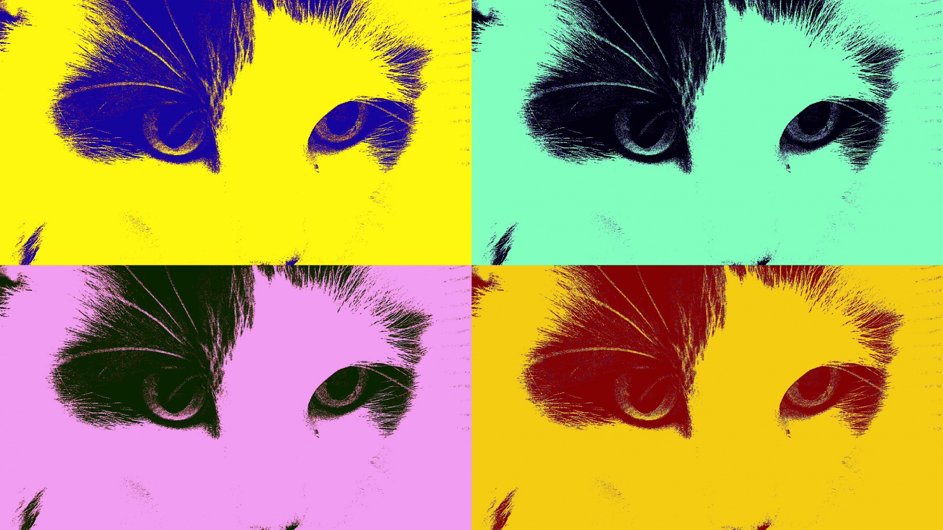 cat profile closeup free photo