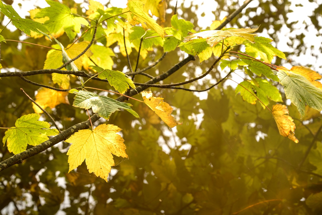 warm  leaf  autumn free photo