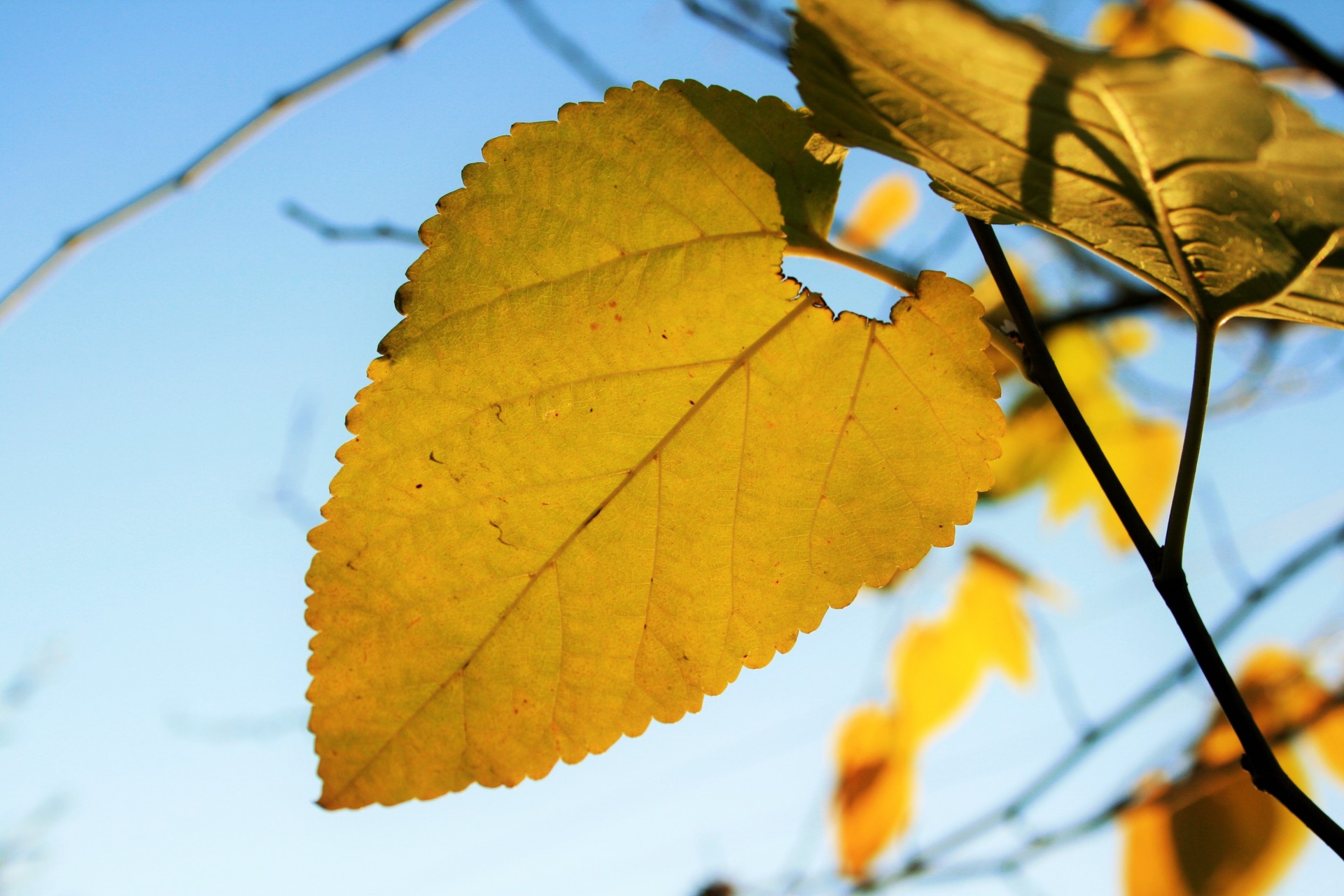 leaf large yellow free photo