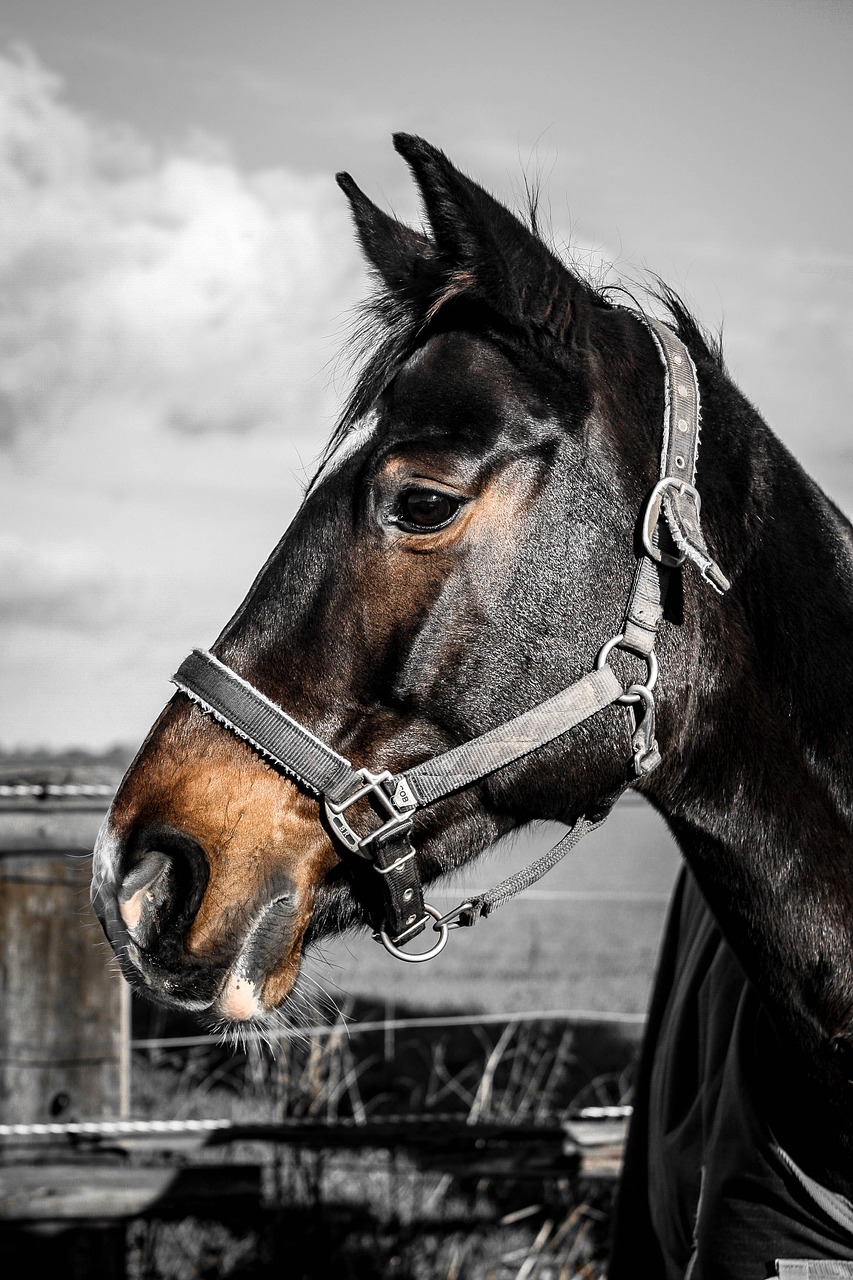 warmblut horse mare free photo
