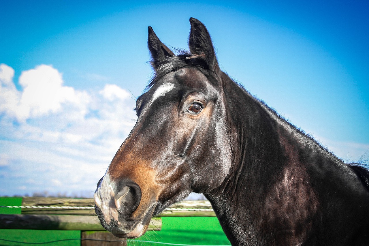 warmblut horse mare free photo