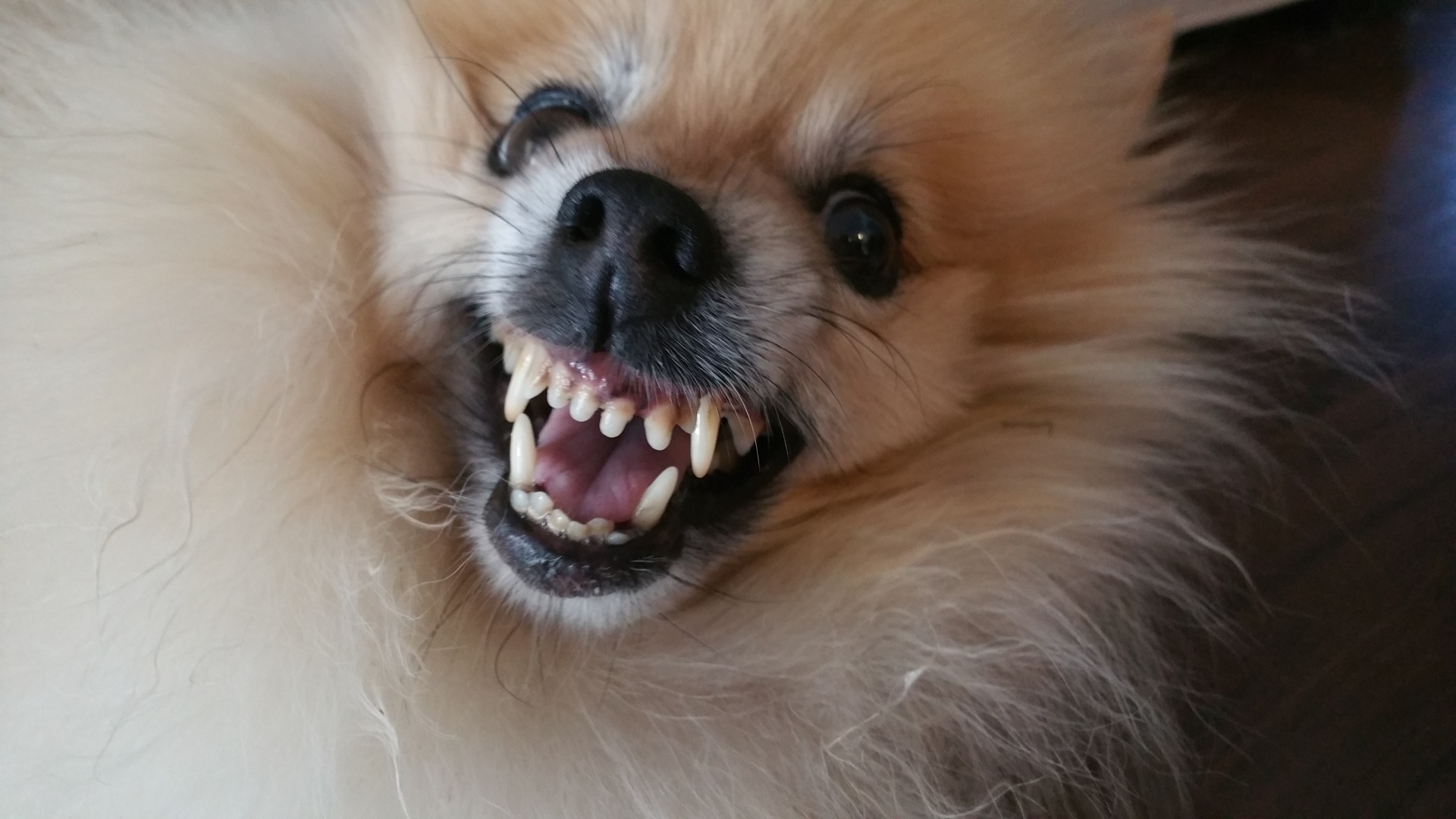 dog growling teeth free photo