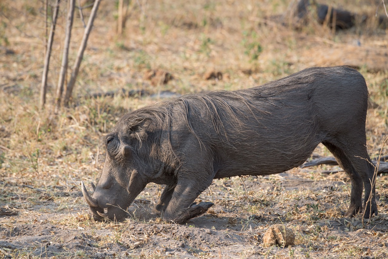 warthog botswana animal free photo