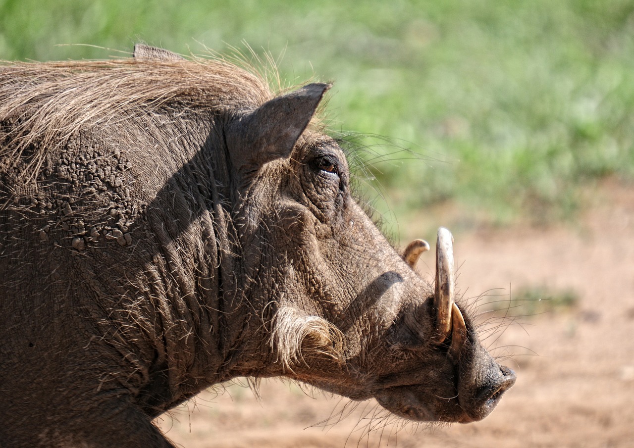 warthog animal mammal free photo