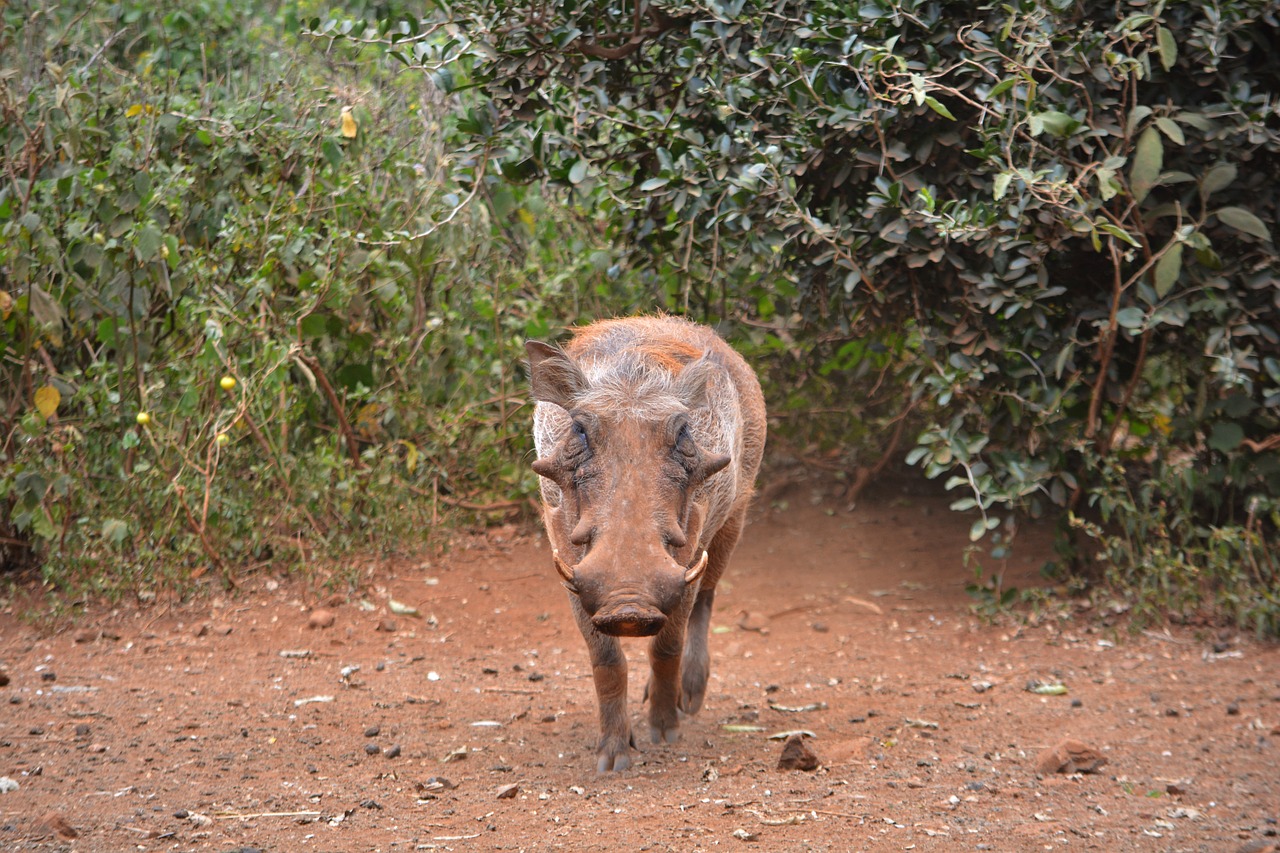 warthog pig wildlife free photo