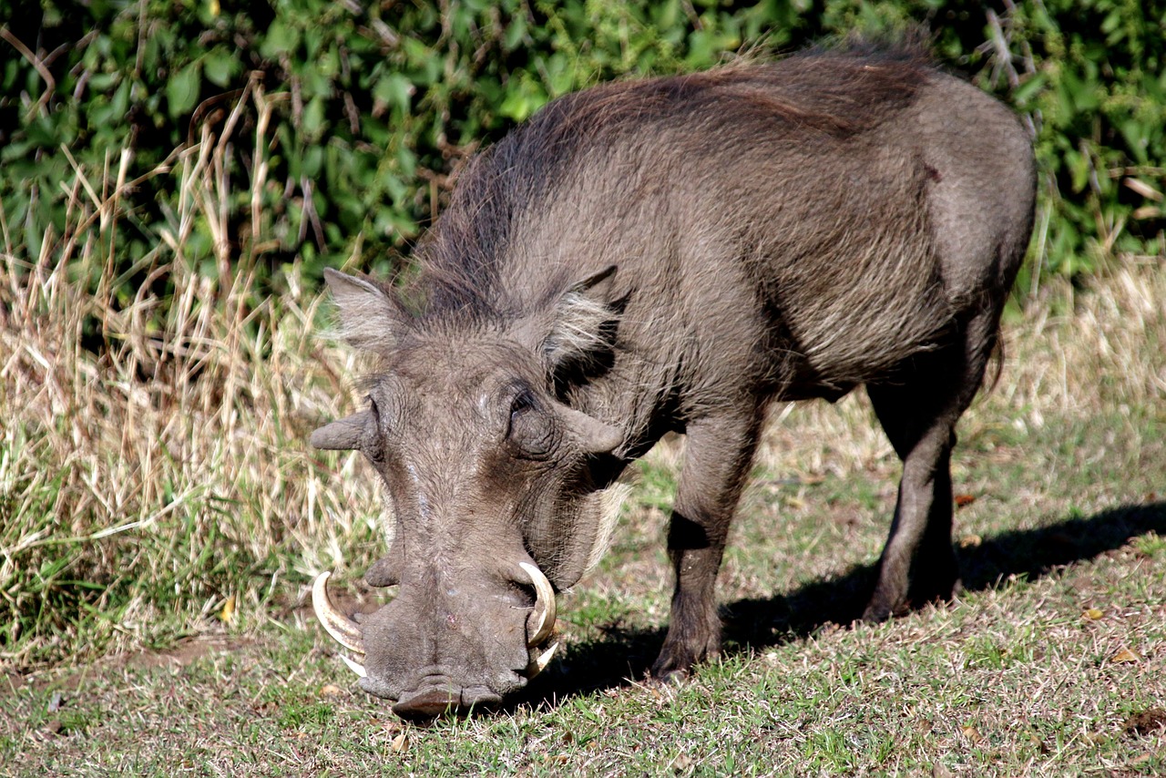 warthog pig wildpig free photo
