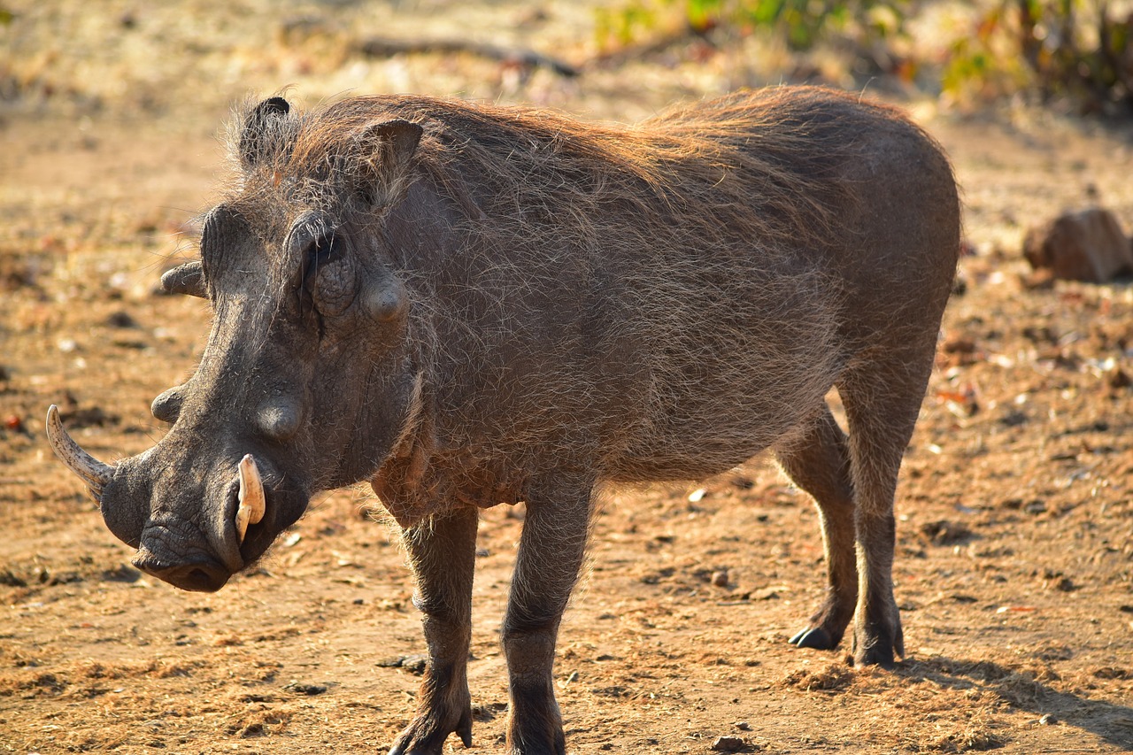 warthog africa animal free photo