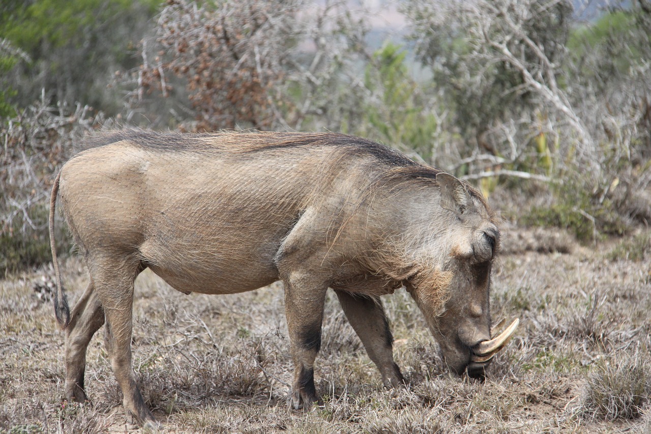 warthog safari south africa free photo