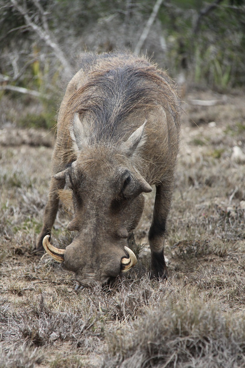 warthog tusks south africa free photo