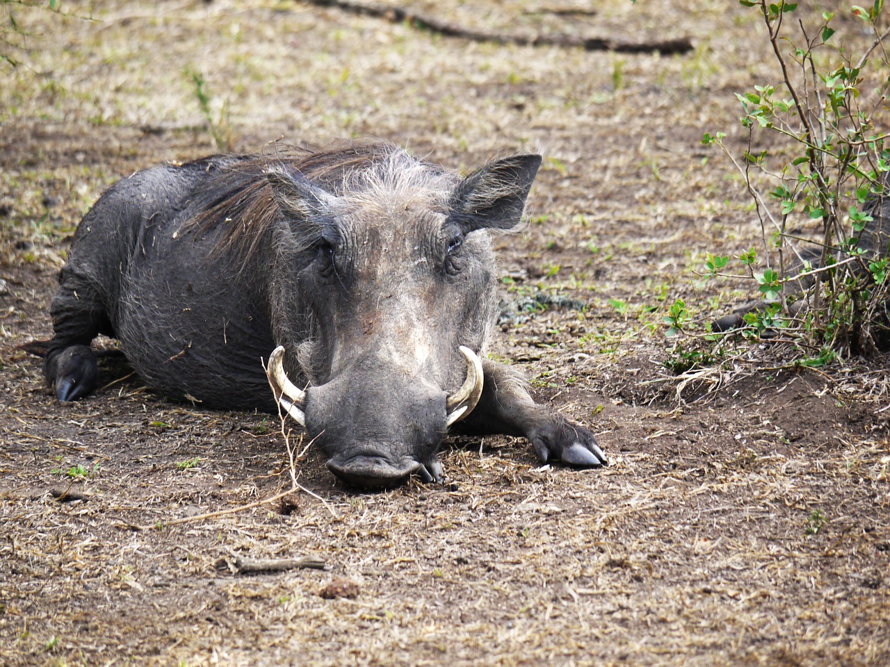 warthog savannah hauer free photo