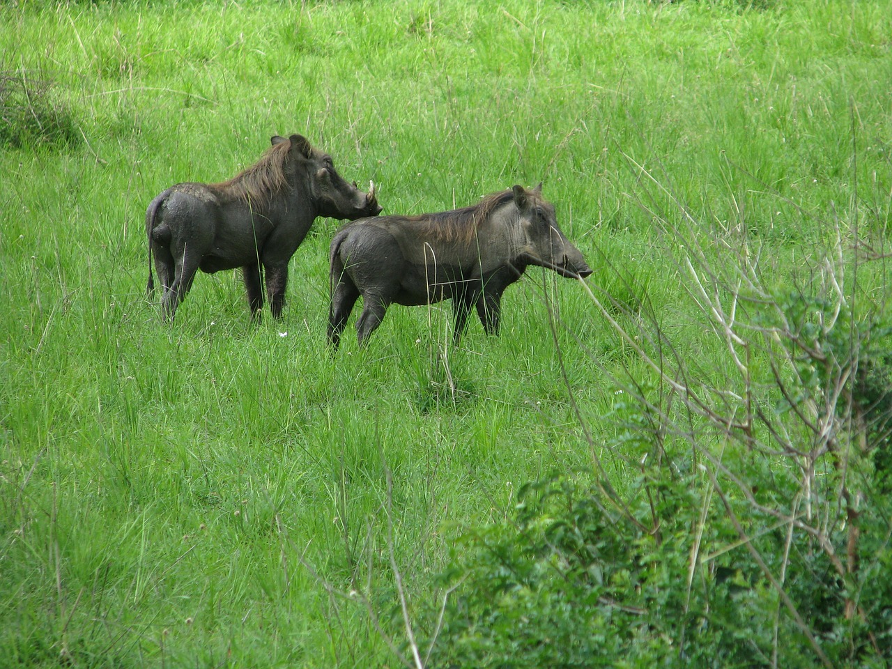 warthog hog pig free photo
