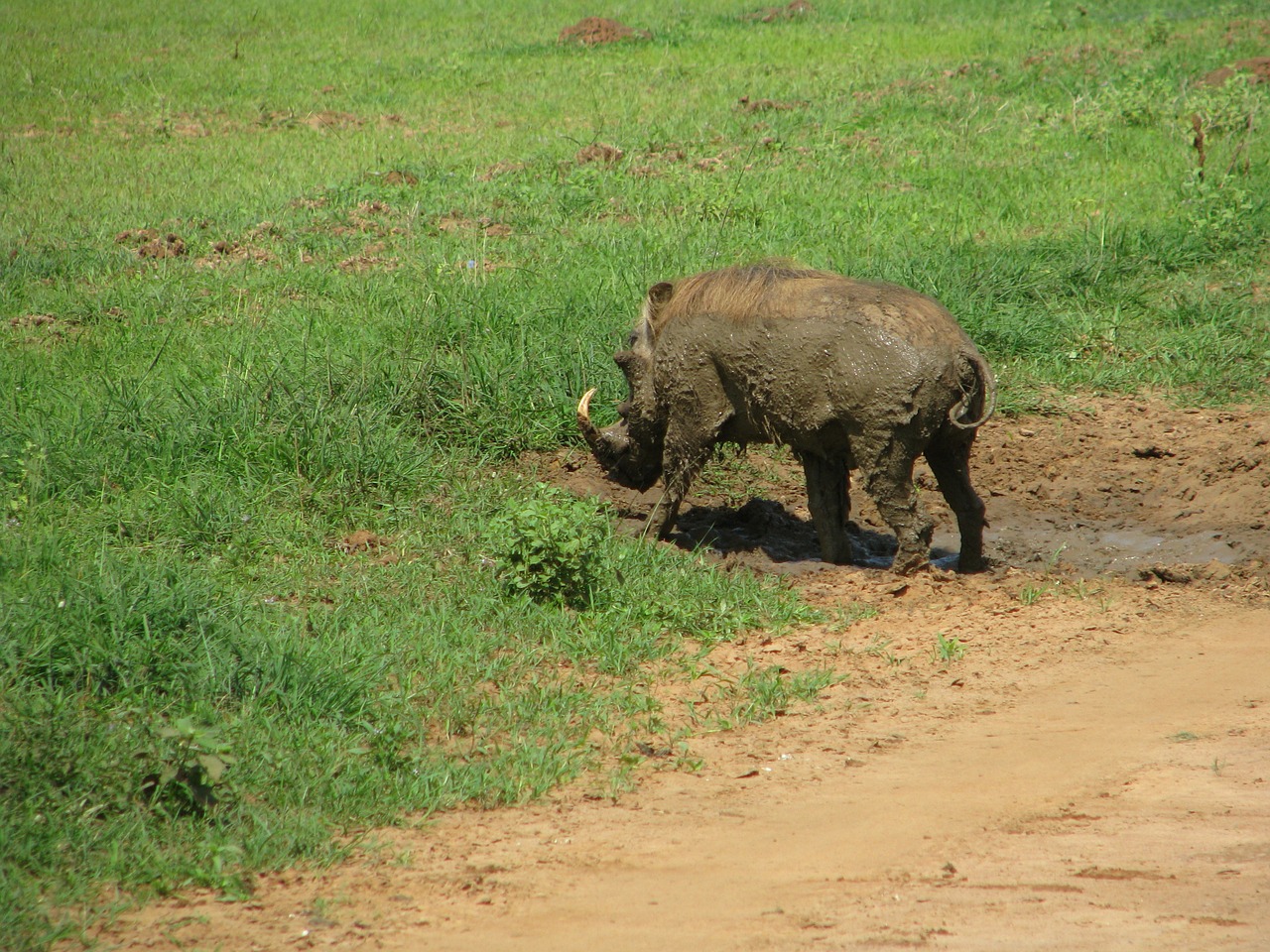 warthog pig wild free photo