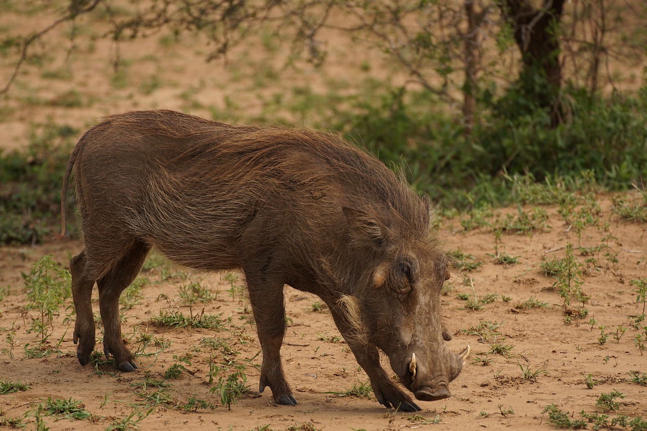 warthog game reserve free photo