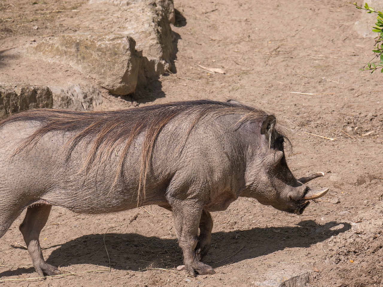 warthog africa wild animal free photo