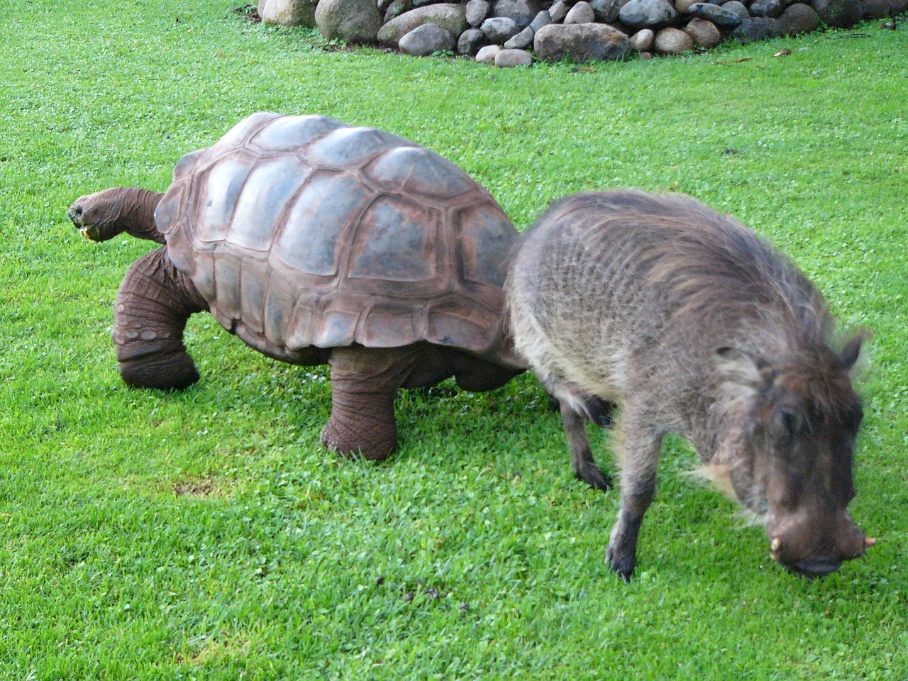 warthog turtle africa free photo